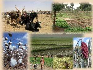 Productions_agricoles_du_Burkina_Faso-1024x768